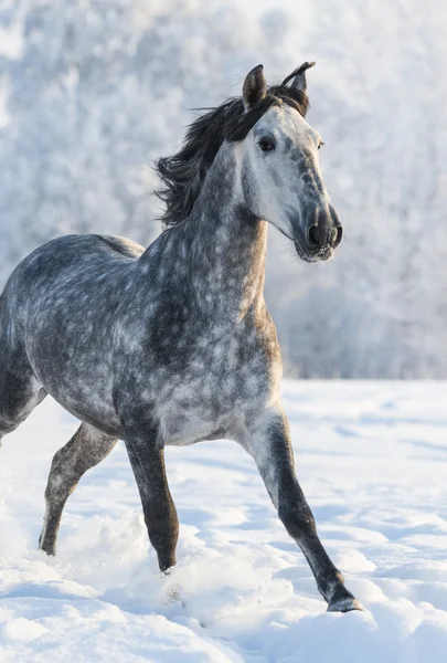 Grå renrasig spansk häst kör Galopp på vintern — Stockfoto