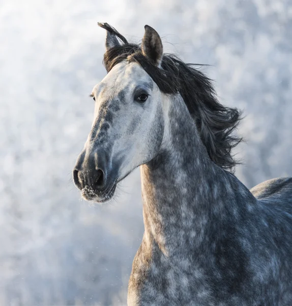 Szary szczenię koń hiszpański — Zdjęcie stockowe