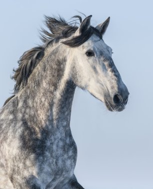 Vertical portrait of gray horse on blue background clipart