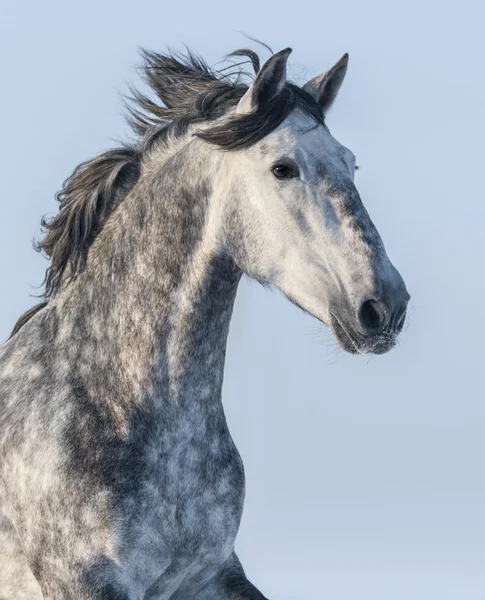 Вертикальный портрет серой лошади на синем фоне — стоковое фото