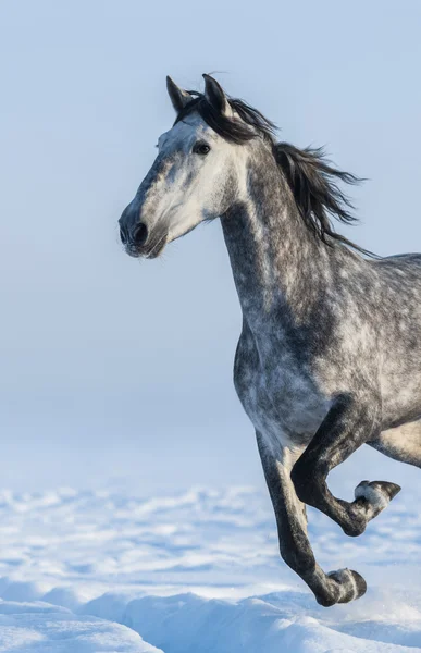 Grijze paard - close-up portret in beweging — Stockfoto
