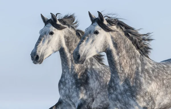 Dois cavalos cinzentos - retrato em movimento — Fotografia de Stock