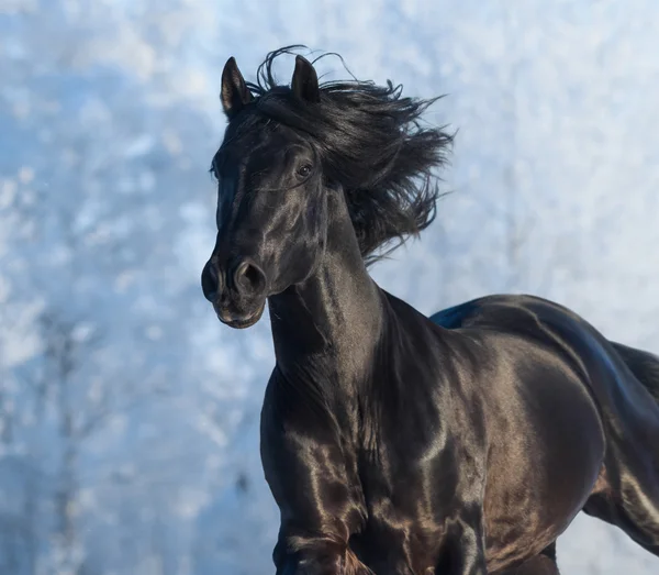 Svart renrasig hingst - porträtt i rörelse — Stockfoto