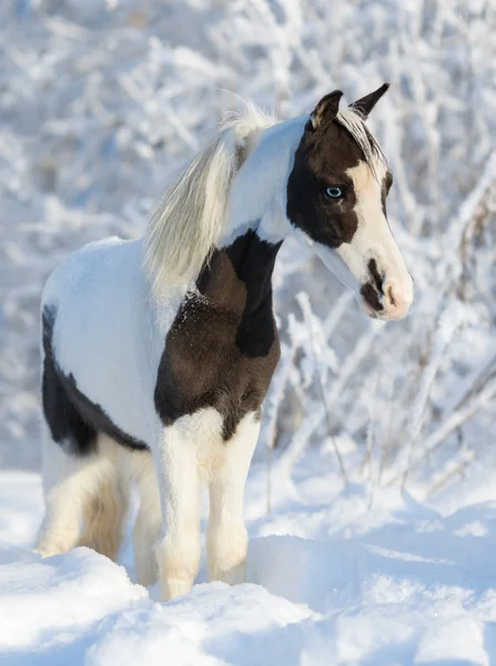 アメリカのミニチュア馬 — ストック写真