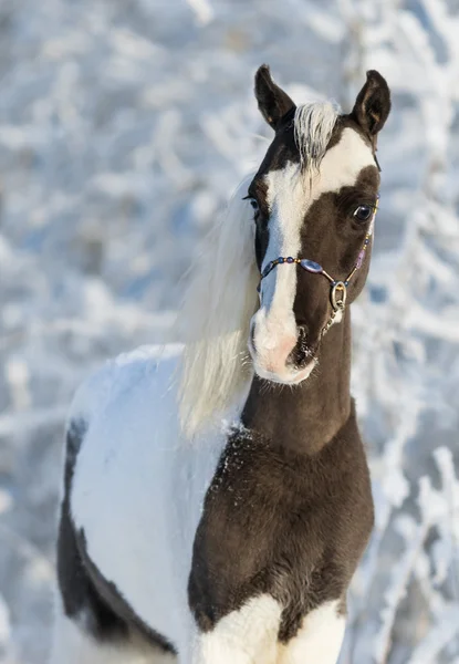 American miniature stallion — Stock Photo, Image
