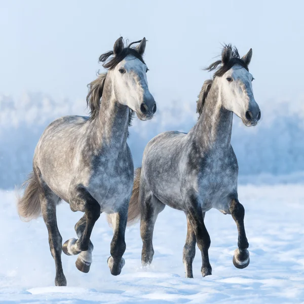 Dwa galopujących koni hiszpańskich z bliska — Zdjęcie stockowe