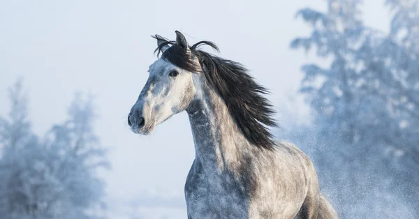 Portrét šedé čistokrevná španělské koně — Stock fotografie