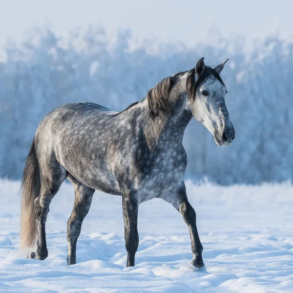 雪原にタイガーの灰色の馬 — ストック写真