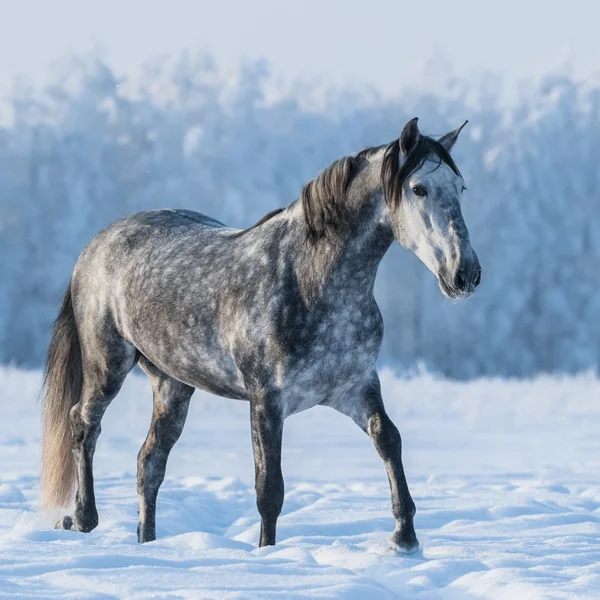 Cheval gris pomme sur le terrain enneigé — Photo