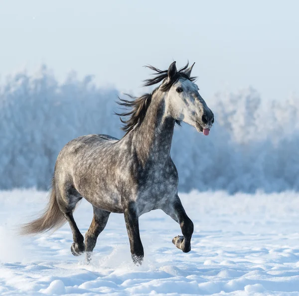 Cavalo cinzento engraçado coloca para fora a língua — Fotografia de Stock