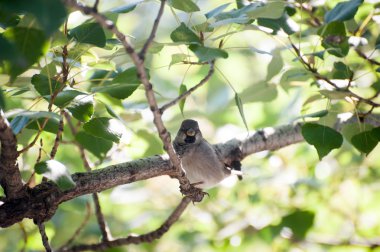 Bir dal üzerinde oturan Sparrowsparrow