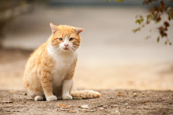 Rossa gatto selvatico — Foto Stock