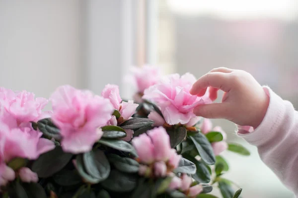 Różowe kwiaty i ręka — Zdjęcie stockowe