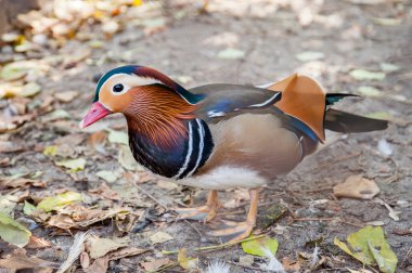 Güzel mandarin ördeği