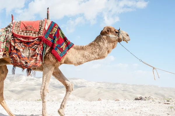 Il cammello battriano fa: — Foto Stock