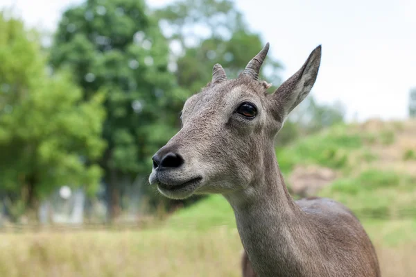 The head of a young gazelle — Stock Photo, Image