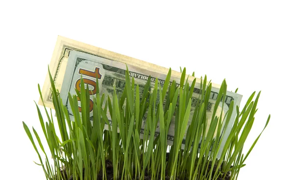 Billets d'un dollar dans l'herbe verte — Photo