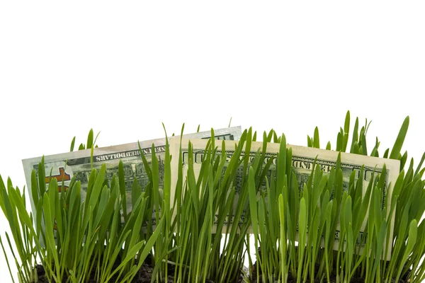 Dollar bills in the green grass — Stock Photo, Image