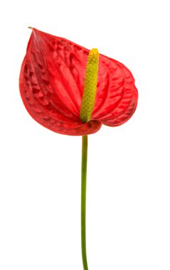 İzole antoryum çiçek 