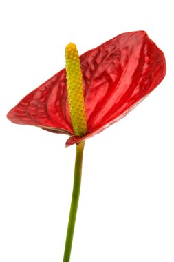 İzole antoryum çiçek 