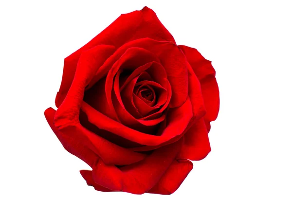 Red rose isolated — Stock Photo, Image