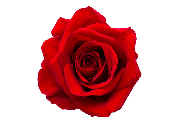 red rose isolated 