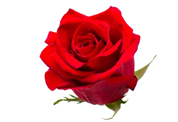 Red rose isolated — Stock Photo, Image