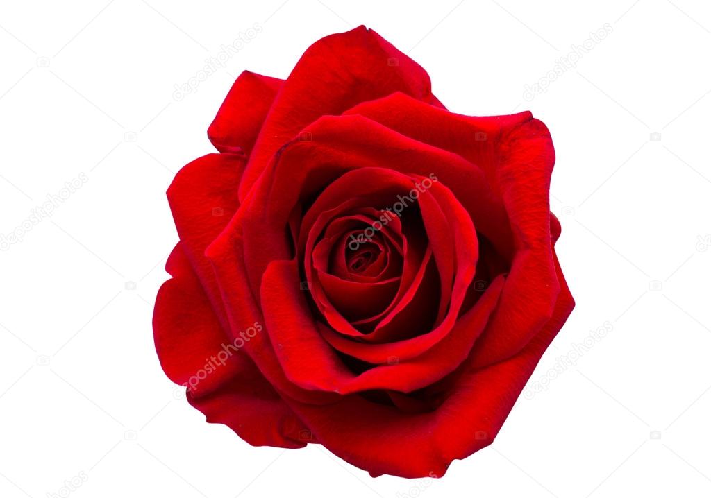red rose isolated 