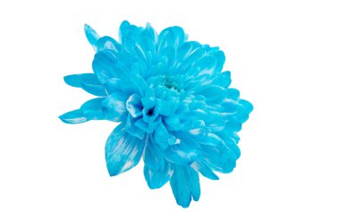 Mavi papatya çiçekler 