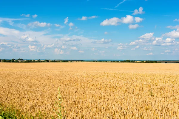 Field with the harvest of wheat — Stock Photo, Image