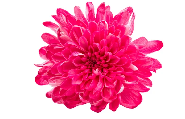 Chrysanthemenblütenbotanik — Stockfoto