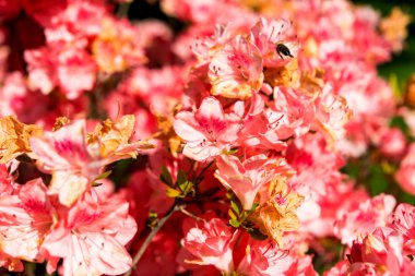 açelya çiçeği Bahçe