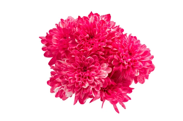 Chrysanthemum flower color — Stock Photo, Image