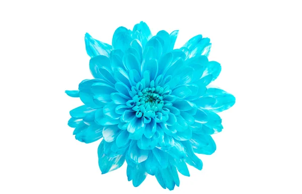 Flores de crisântemo azul — Fotografia de Stock