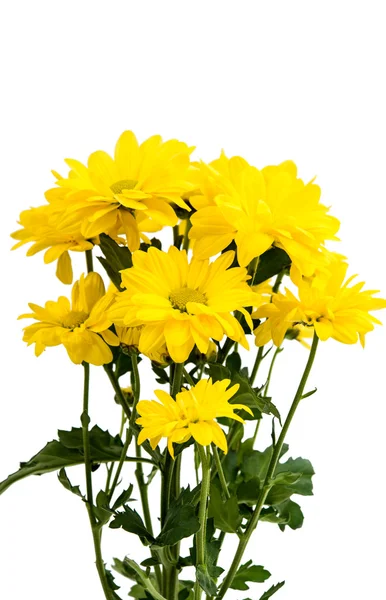Gelbe Chrysantheme isoliert — Stockfoto