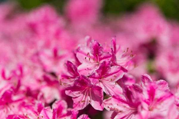 庭のツツジの花 — ストック写真