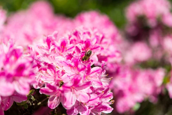 Azalea blossom i trädgården — Stockfoto