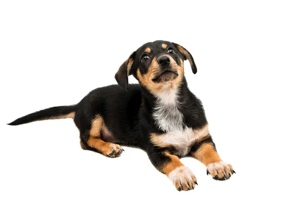 Dachshund cachorro perro — Foto de Stock
