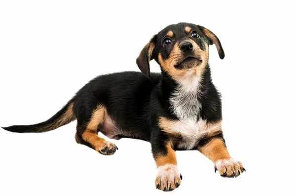 ダックスフンドの子犬 1 — ストック写真