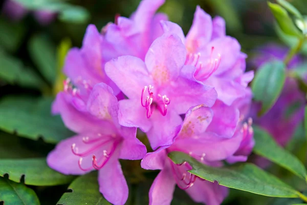 Azalea flor en el jardín —  Fotos de Stock