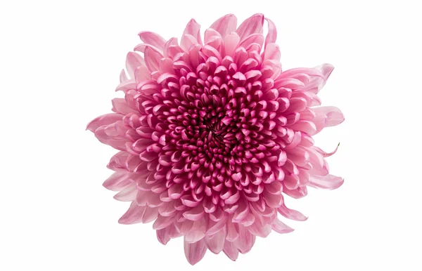 Chrysanthemum flower color — Stock Photo, Image