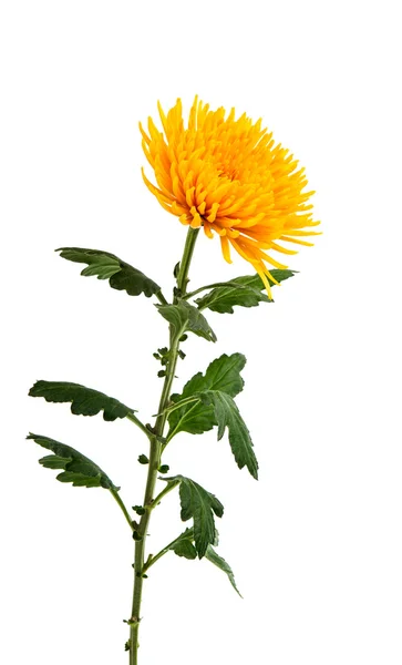 分離された黄色の菊 — ストック写真
