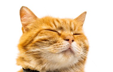 zencefil kedi izole 