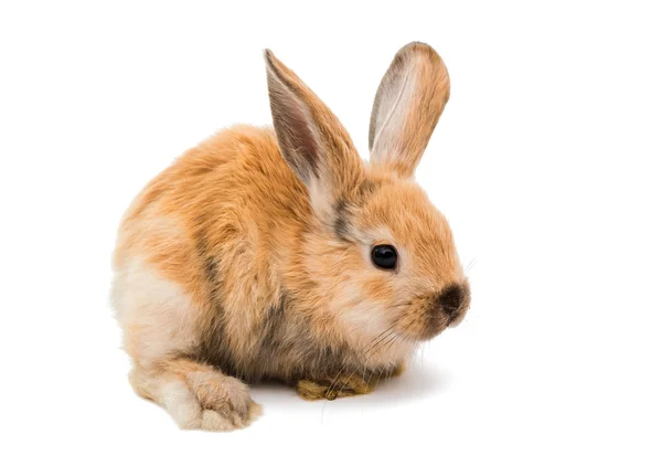 Baby of orange rabbit — Stock Photo, Image