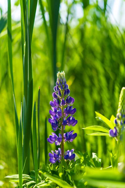 Vårblomma utanför städerna — Stockfoto