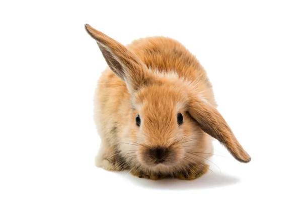 Baby van Oranje konijn — Stockfoto