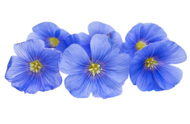 İzole keten çiçek 