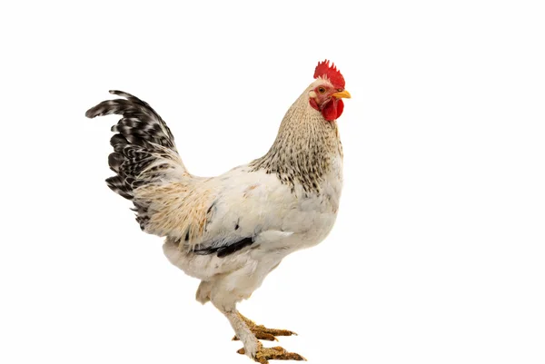 Kohout, samostatný cockere — Stock fotografie