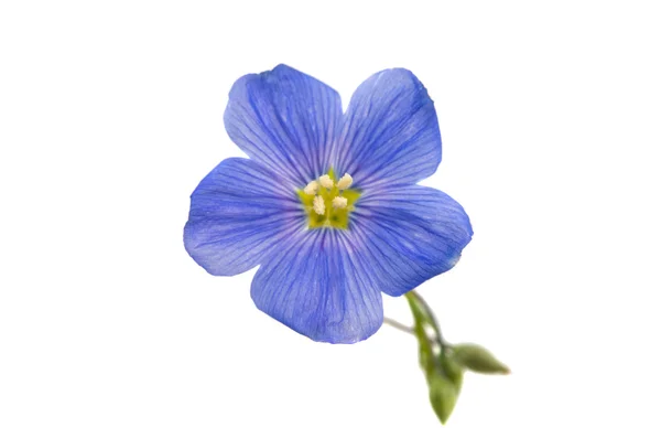 Flower of flax isolated — Stock Photo, Image