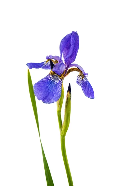 Iris fiore isolato — Foto Stock